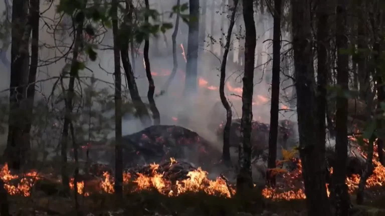Detienen a bombero voluntario por provocar uno de los focos del incendio en bosque de Fontainebleau Detienen a bombero voluntario por provocar uno de los focos del incendio en bosque de Fontainebleau
