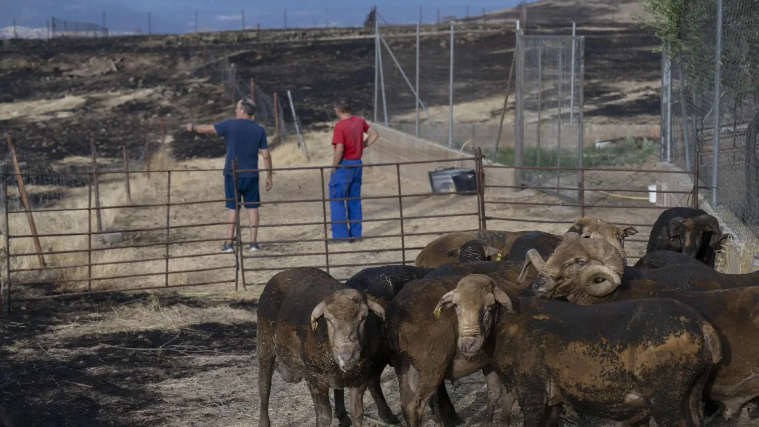 España se acerca al récord histórico de superficie agraria afectada por incendios con 12,896 hectáreas dañadas hasta julio