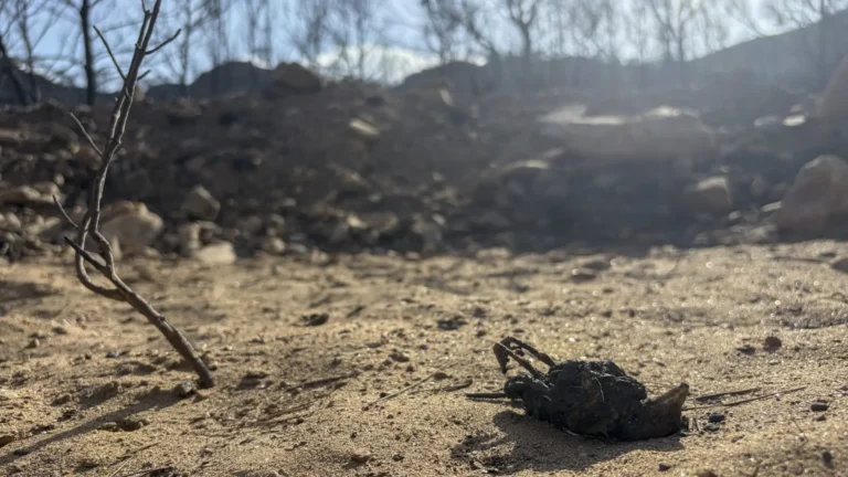 Incendio forestal en Almería cobra vidas y expone fallas en prevención ante amenaza creciente Incendio forestal en Almería cobra vidas y expone fallas en prevención ante amenaza creciente