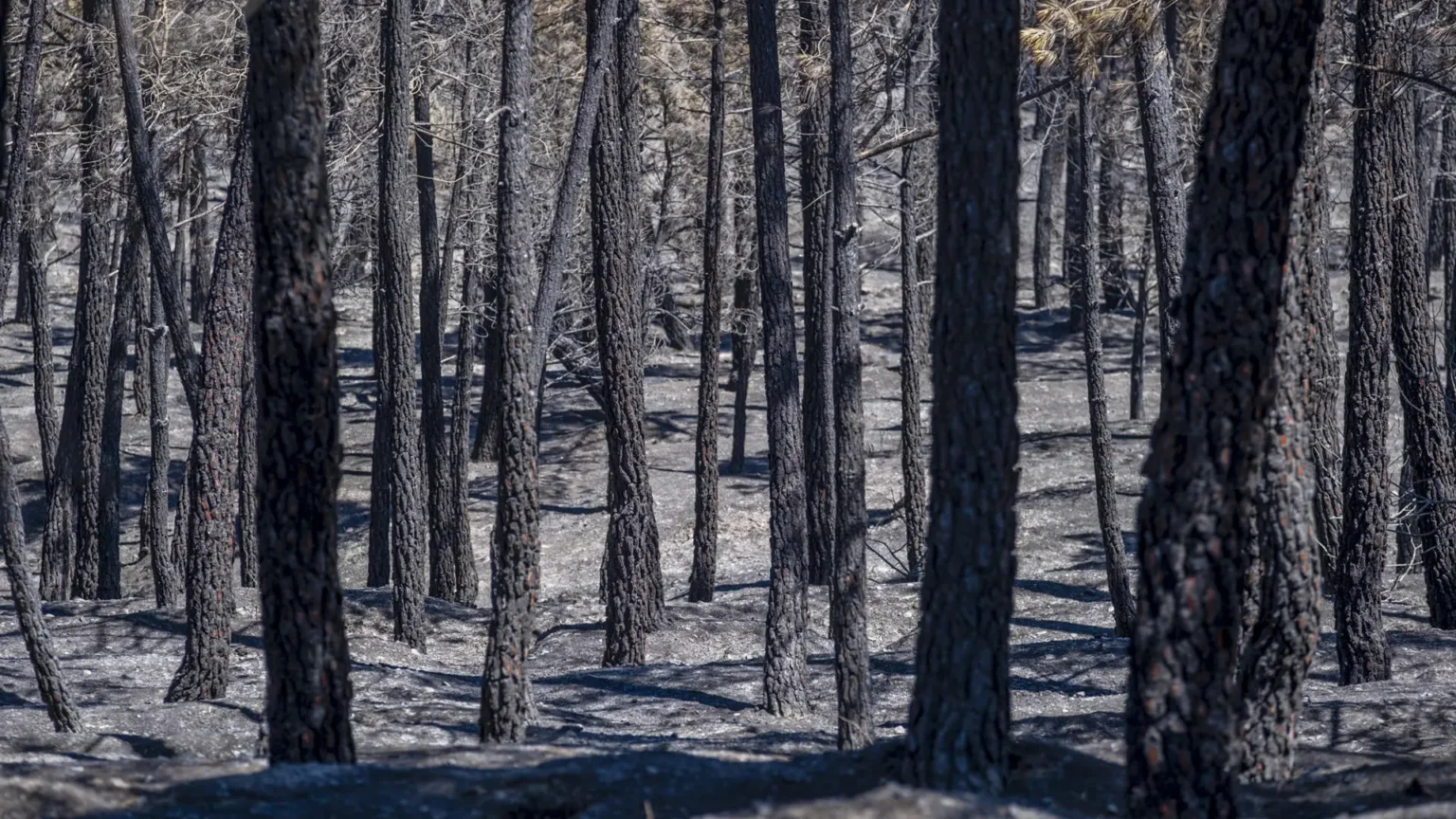 El incendio de La Mierla arrasa más de 26,000 hectáreas en Guadalajara y se mantiene sin control El incendio de La Mierla arrasa más de 26,000 hectáreas en Guadalajara y se mantiene sin control