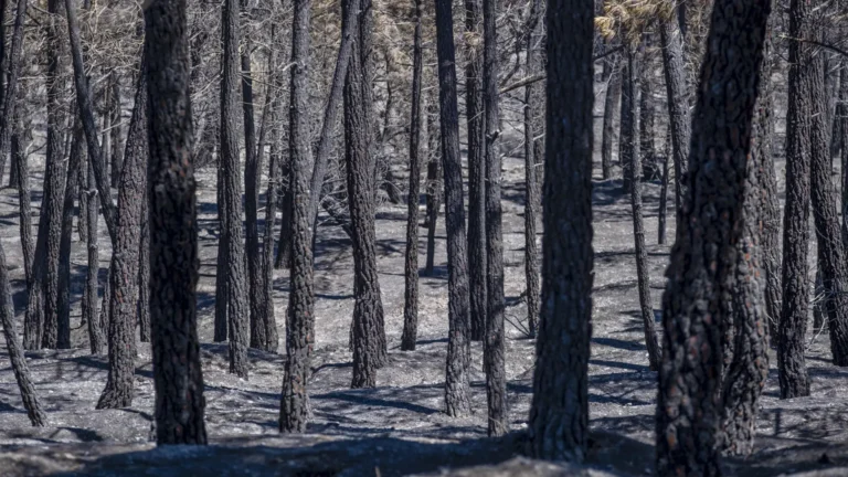 El incendio de La Mierla arrasa más de 26,000 hectáreas en Guadalajara y se mantiene sin control El incendio de La Mierla arrasa más de 26,000 hectáreas en Guadalajara y se mantiene sin control