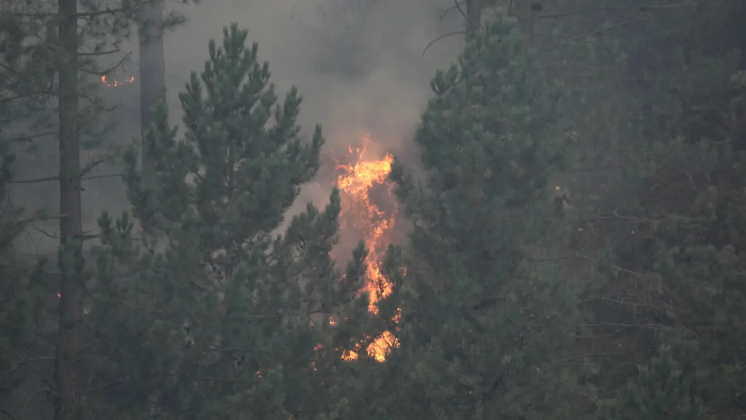 La superficie forestal quemada en España se dispara 36% en las últimas dos semanas