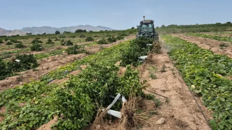 Virus de clorosis nervial amarilla pone en riesgo liderazgo europeo de España en producción de limón Virus de clorosis nervial amarilla pone en riesgo liderazgo europeo de España en producción de limón