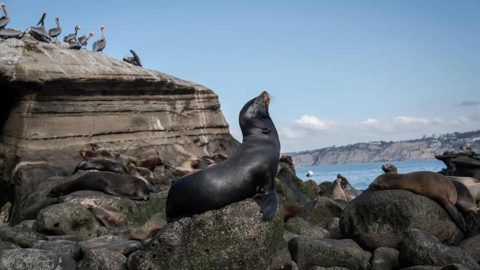 Australia confirma el primer caso de gripe aviar H5N1 en un mamífero tras hallar un lobo marino muerto Australia confirma el primer caso de gripe aviar H5N1 en un mamífero tras hallar un lobo marino muerto