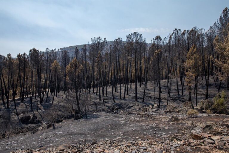 CCOO exige la dimisión de la consejera de Desarrollo Sostenible por la gestión del incendio de La Mierla CCOO exige la dimisión de la consejera de Desarrollo Sostenible por la gestión del incendio de La Mierla