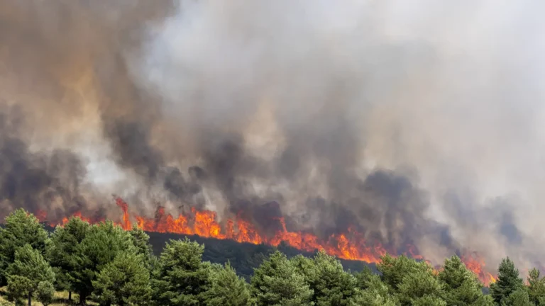 Qué hacer si un incendio forestal destruye tu casa o auto: pasos para reclamar al seguro Qué hacer si un incendio forestal destruye tu casa o auto: pasos para reclamar al seguro