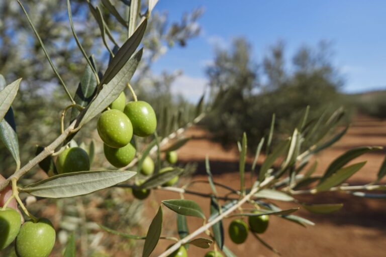 El CSIC desarrolla tecnología de agricultura de precisión que analiza cada árbol de forma individual El CSIC desarrolla tecnología de agricultura de precisión que analiza cada árbol de forma individual