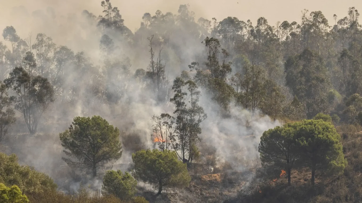 España registra 264,656 hectáreas afectadas por incendios forestales en 2026, 80,000 menos que el año anterior España registra 264,656 hectáreas afectadas por incendios forestales en 2026, 80,000 menos que el año anterior