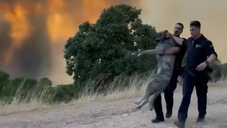 Agente de la Guardia Civil se vuelve viral tras rescatar a un mastín durante incendios en Madrid Agente de la Guardia Civil se vuelve viral tras rescatar a un mastín durante incendios en Madrid