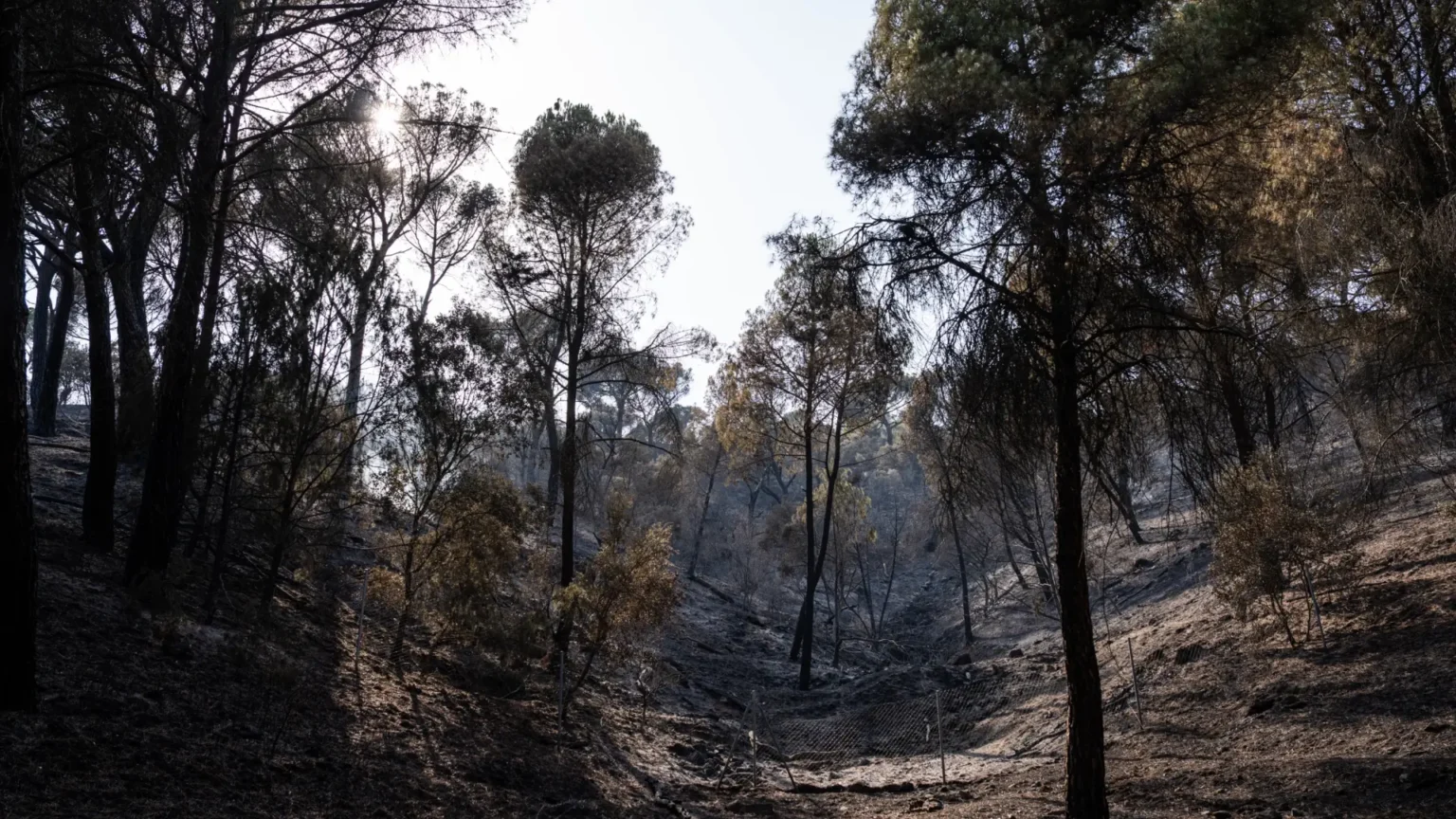 Una petición ciudadana exige prohibir la caza en zonas devastadas por incendios en Madrid y Ávila