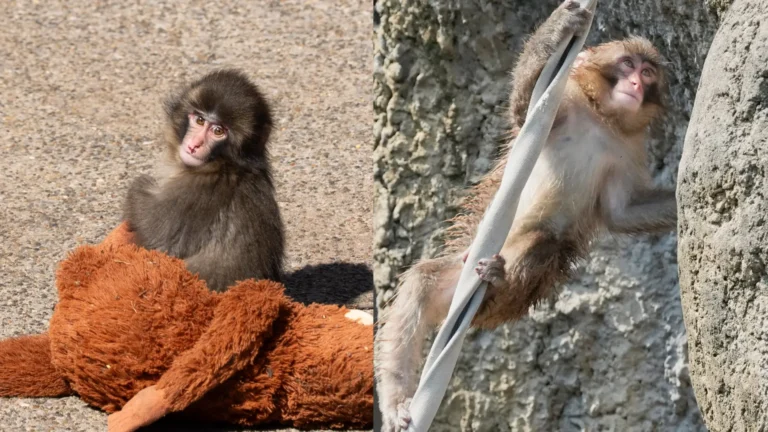 Punch, el macaco japonés que conquistó al mundo con un peluche, celebra su primer año de vida