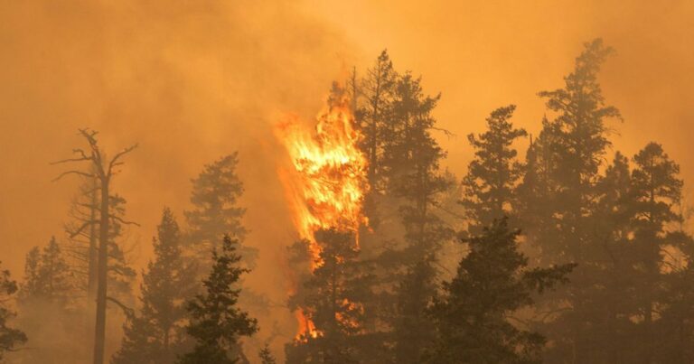 Universidad de León desarrolla aplicación con inteligencia artificial para predecir incendios forestales de copa