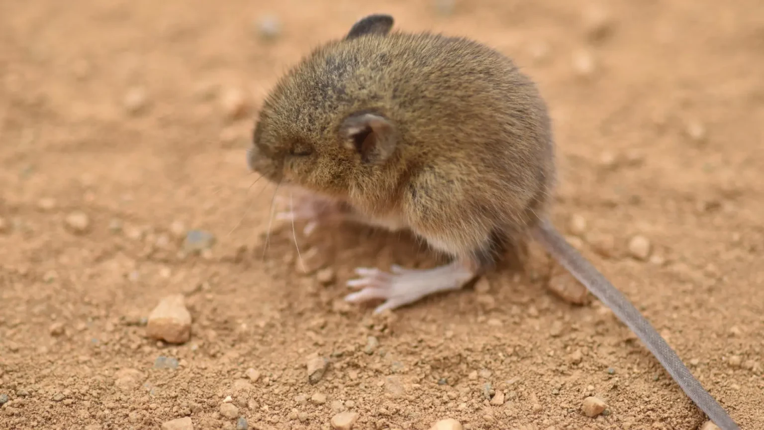 Venezuela confirma tres muertes por hantavirus y evalúa dos casos adicionales en profesionales de salud Venezuela confirma tres muertes por hantavirus y evalúa dos casos adicionales en profesionales de salud