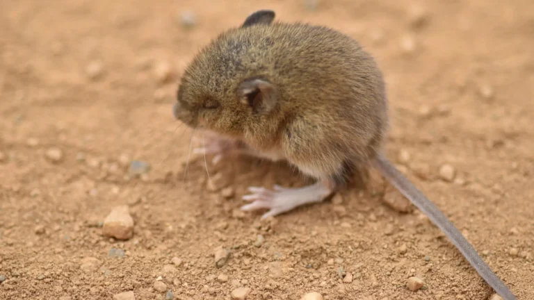 Venezuela confirma tres muertes por hantavirus y evalúa dos casos adicionales en profesionales de salud Venezuela confirma tres muertes por hantavirus y evalúa dos casos adicionales en profesionales de salud